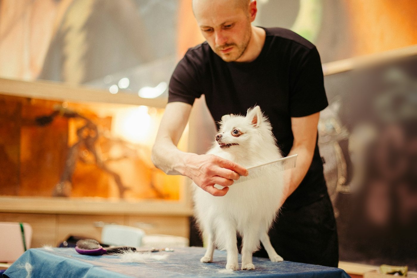A man combing a small white fluffy dog standing on a grooming table